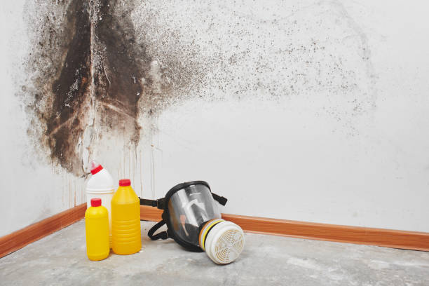 Best Black Mold Removal  in Scotchtown, NY