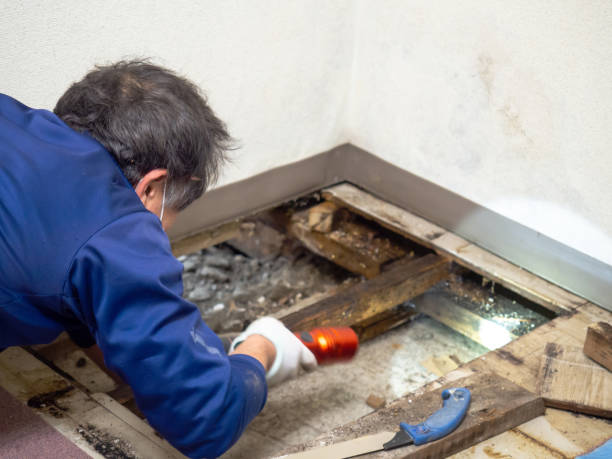 Best Fast Mold Removal  in Scotchtown, NY