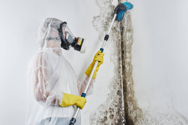 Best Attic Mold Removal  in Scotchtown, NY