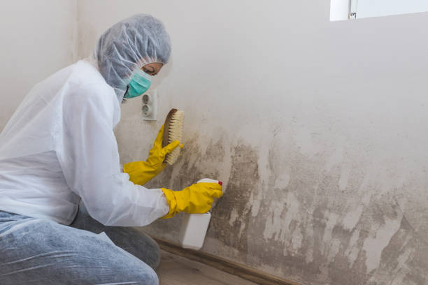 Best Residential Mold Removal  in Scotchtown, NY