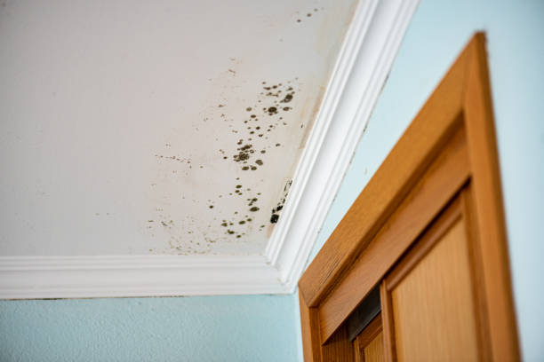 Best Mold Removal Company Near Me  in Scotchtown, NY