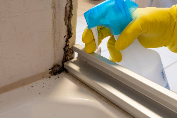 Best Mold Removal and Inspection  in Scotchtown, NY