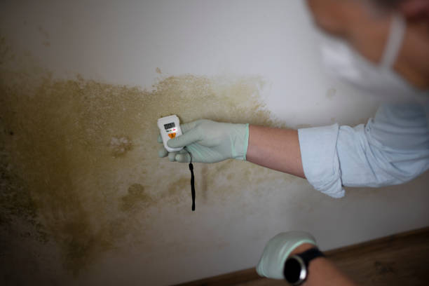 Best Office Mold Removal Services  in Scotchtown, NY