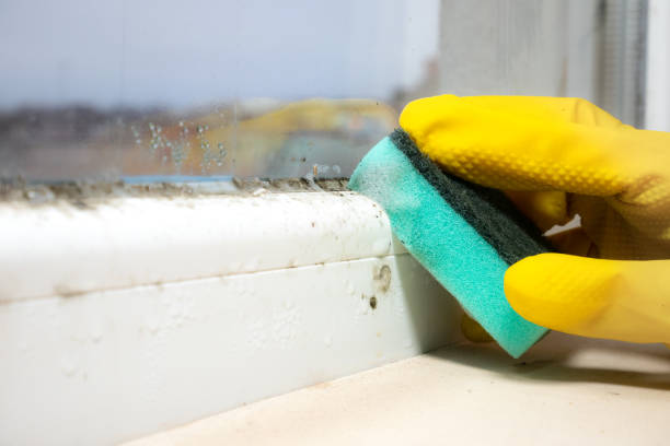 Best Home Mold Removal  in Scotchtown, NY