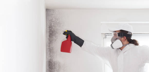 Best Mold Damage Repair  in Scotchtown, NY