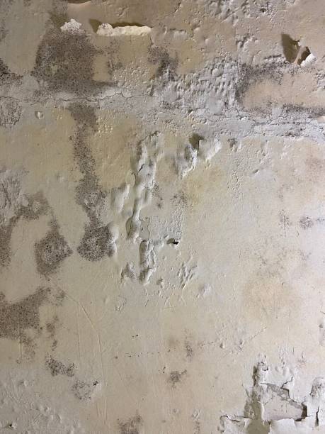 Best Attic Mold Removal  in Scotchtown, NY