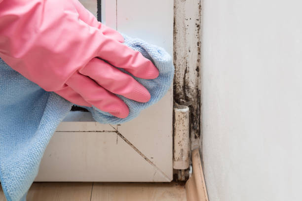 Best Fast Mold Removal  in Scotchtown, NY