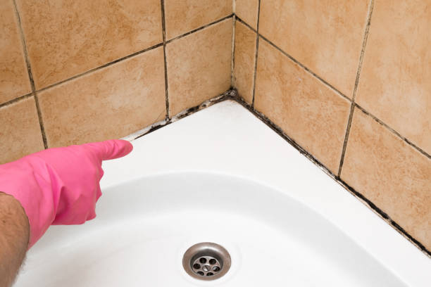 Best Same-Day Mold Removal  in Scotchtown, NY